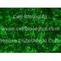 CD1 Mouse Primary Lung Microvascular Endothelial Cells